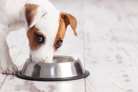 Los Angeles Wants To Put Its Shelter Animals On An All-Vegan Diet